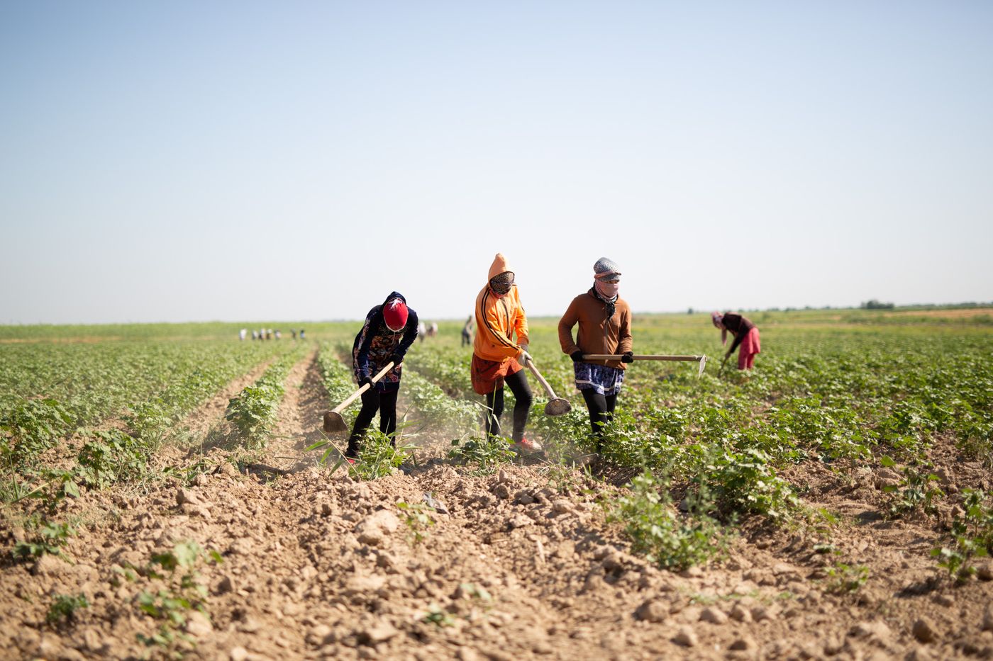 Women hoeing a cotton field under a clear sky